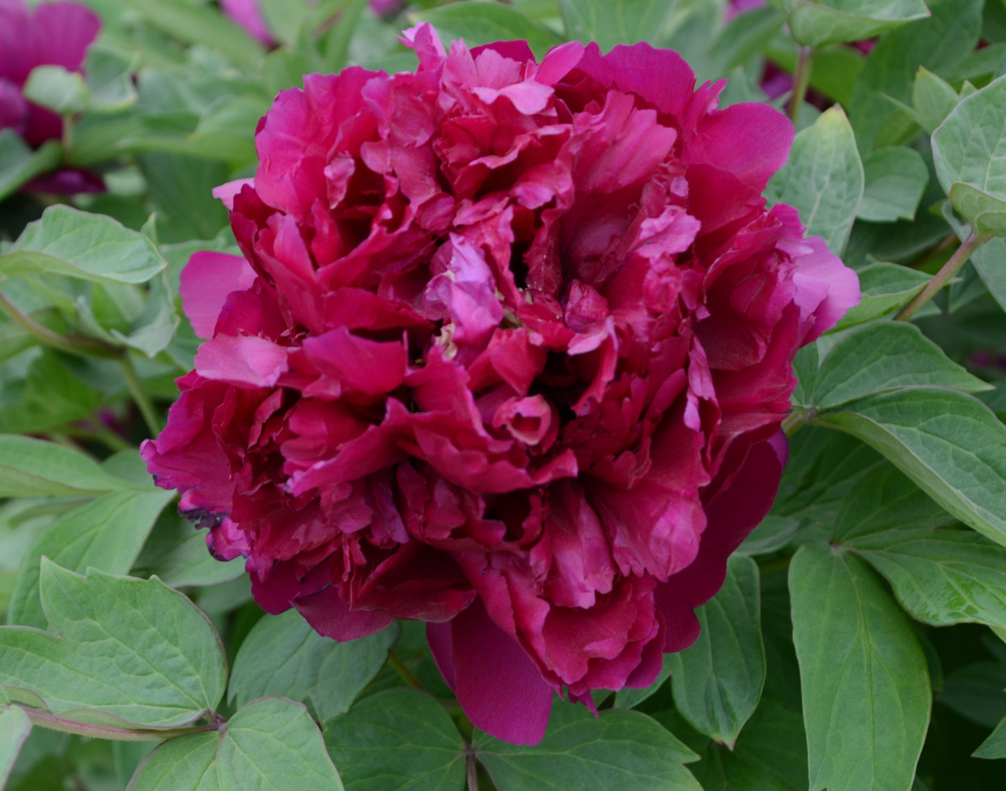 'GATHERING BLACK CLOUDS' Tree Peony (Paeonia x suffruticosa 'wu yun ji sheng/gathering black clouds')