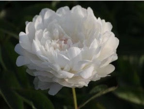 'DUCHESS YANG' 杨妃出浴 Peony (Paeonia x lactiflora 'yang fei chu yu/duchess yang)