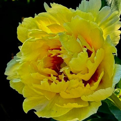 'YELLOW EMPEROR' Itoh Peony (Paeonia x intersectional 'yellow emperor')