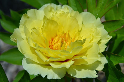 'YELLOW EMPEROR' Itoh Peony (Paeonia x intersectional 'yellow emperor')