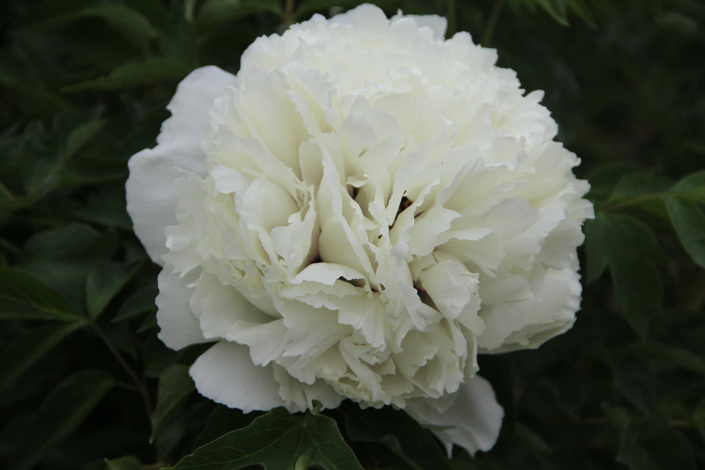 'ELEGANT-PETALED HYDRANGEA' Tree Peony (Paeonia x suffruticosa '玉瓣绣球 yu ban xiu qiu/elegant-petaled hydrangea')