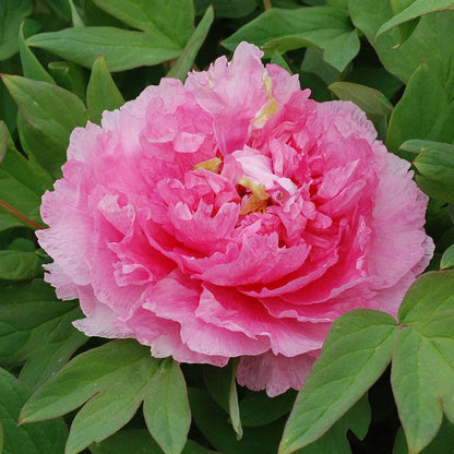 'ROSY JADE' 桃红飞翠Tree Peony (Paeonia x suffruticosa 'tao hong fei cui/Rosy Jade')