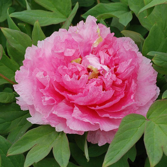 'ROSY JADE' Tree Peony (Paeonia x suffruticosa 'tao hong fei cui')