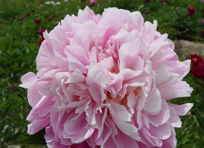 'SYMBIOSIS' 众生分 Peony (Paeonia x lactiflora 'zhong sheng fen/symbiosis')