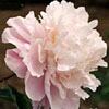 'SYMBIOSIS' 众生分 Peony (Paeonia x lactiflora 'zhong sheng fen/symbiosis')