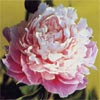 'SYMBIOSIS' 众生分 Peony (Paeonia x lactiflora 'zhong sheng fen/symbiosis')