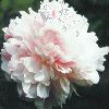 'SYMBIOSIS' 众生分 Peony (Paeonia x lactiflora 'zhong sheng fen/symbiosis')