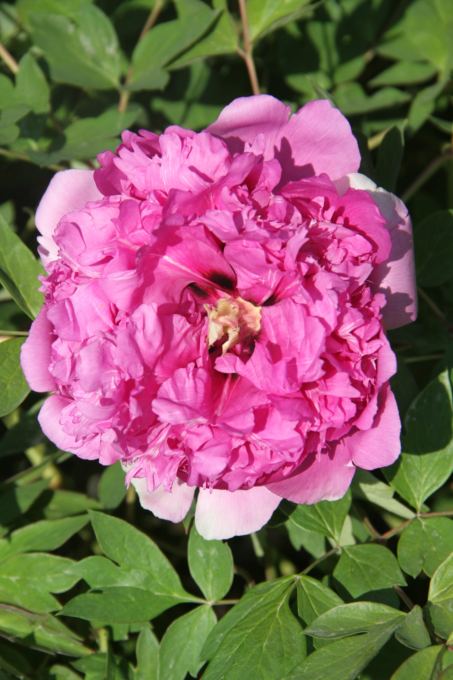 'THE PURPLE CROWN IS AUSPICIOUS' 紫冠呈祥 Tree Peony (Paeonia x suffruticosa 'zi guan cheng xiang/the purple crown is auspicious')