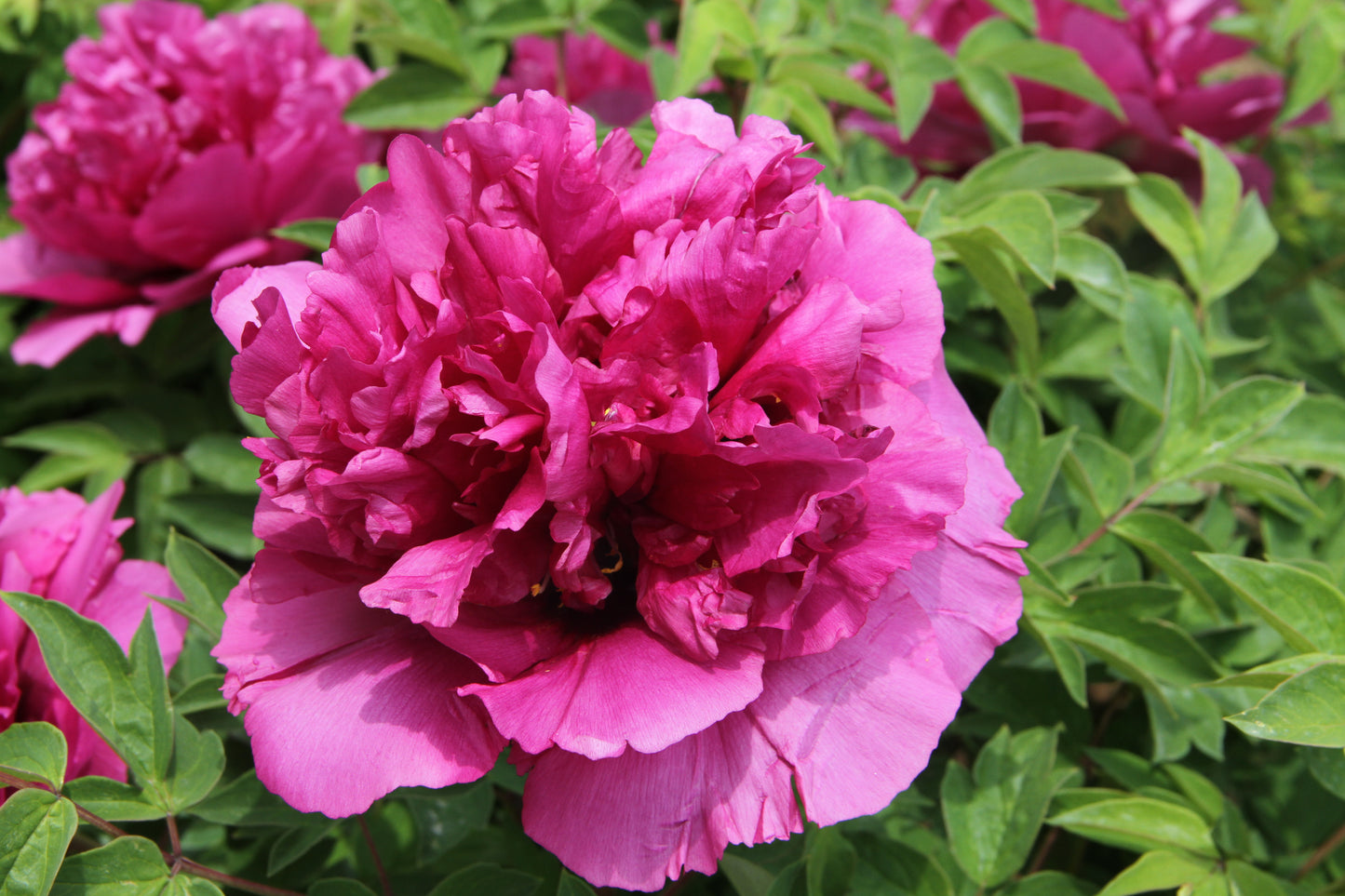 'PURPLE TIARA' 紫冠银线 Tree Peony (Paeonia x suffruticosa 'zi guan yin xian/purple tiara')