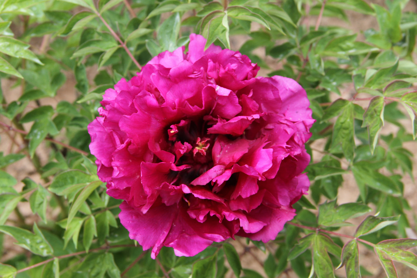 'PURPLE LADY' 紫娇妹 Tree Peony (Paeonia x suffruticosa 'zi jiao mei/purple lady')