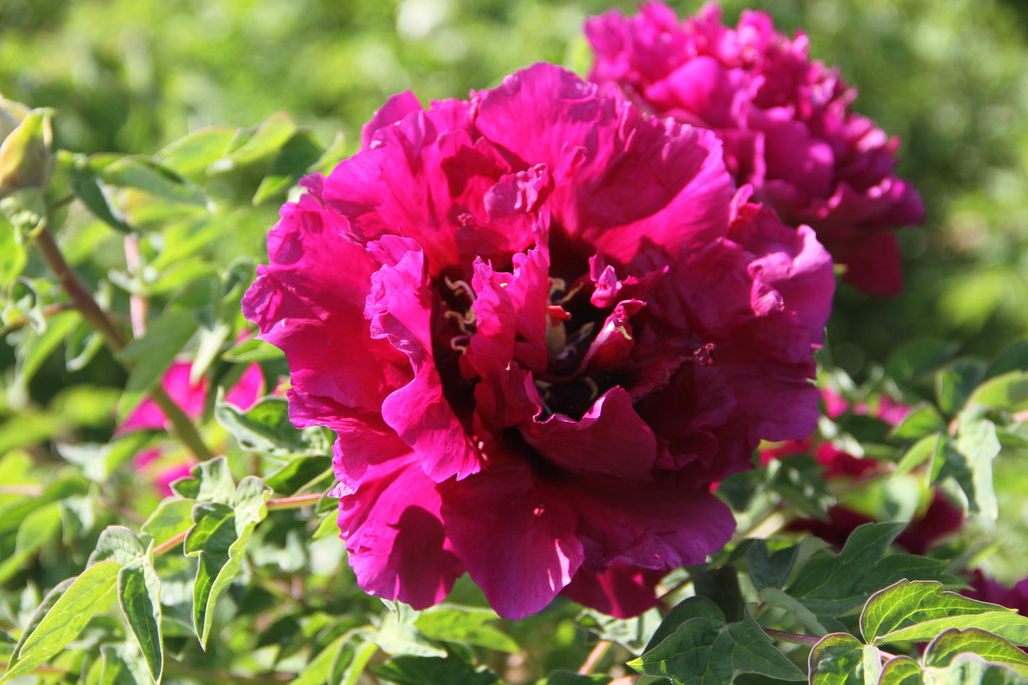 'FORBIDDEN CITY' 紫金城  Tree Peony (Paeonia x suffruticosa 'zi jin cheng/forbidden city')