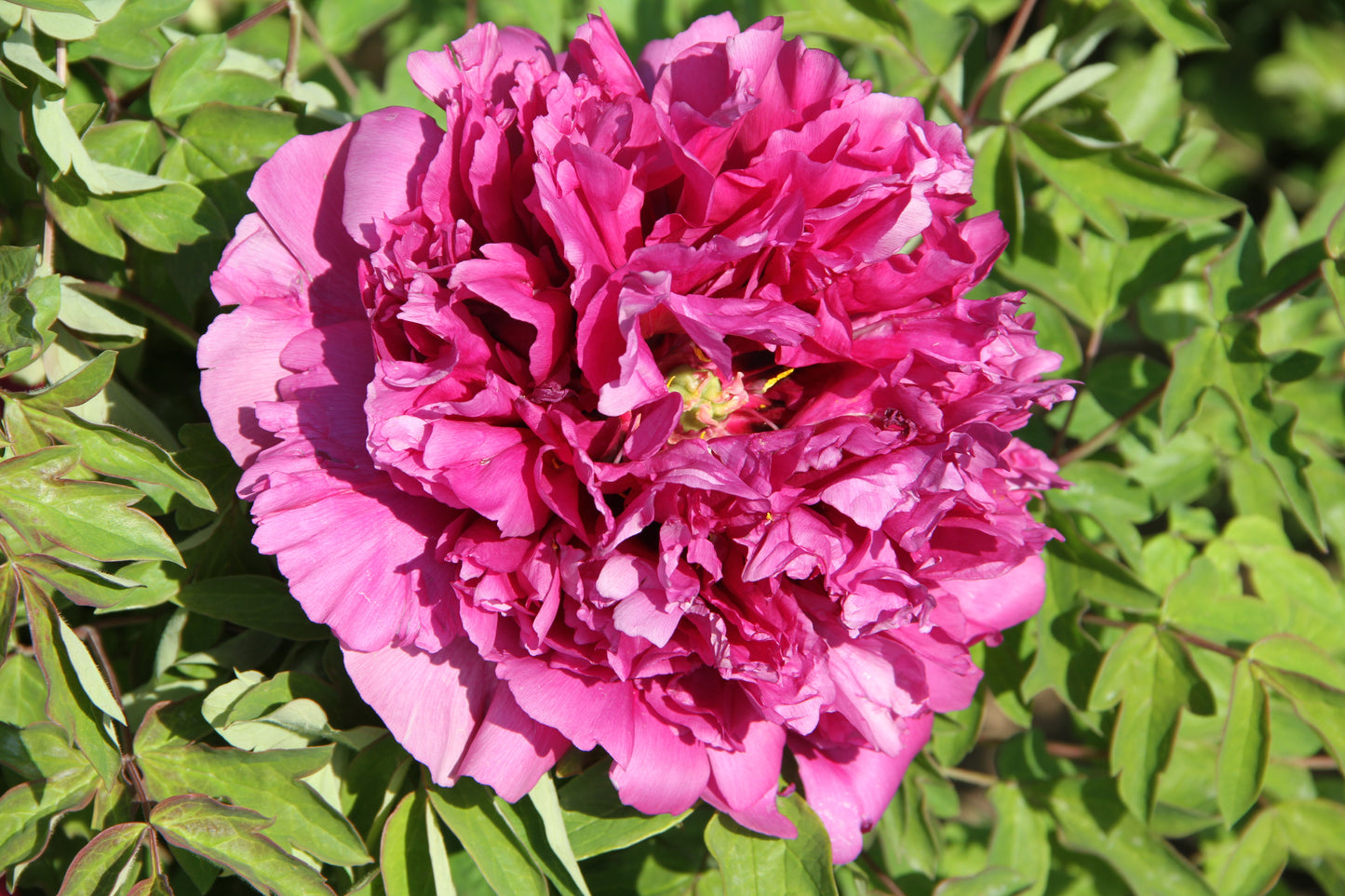 'IVY COVERED PURPLE TOWER' 紫楼插翠 Tree Peony (Paeonia x suffruticosa 'zi lou cha cui/ivy covered purple tower')