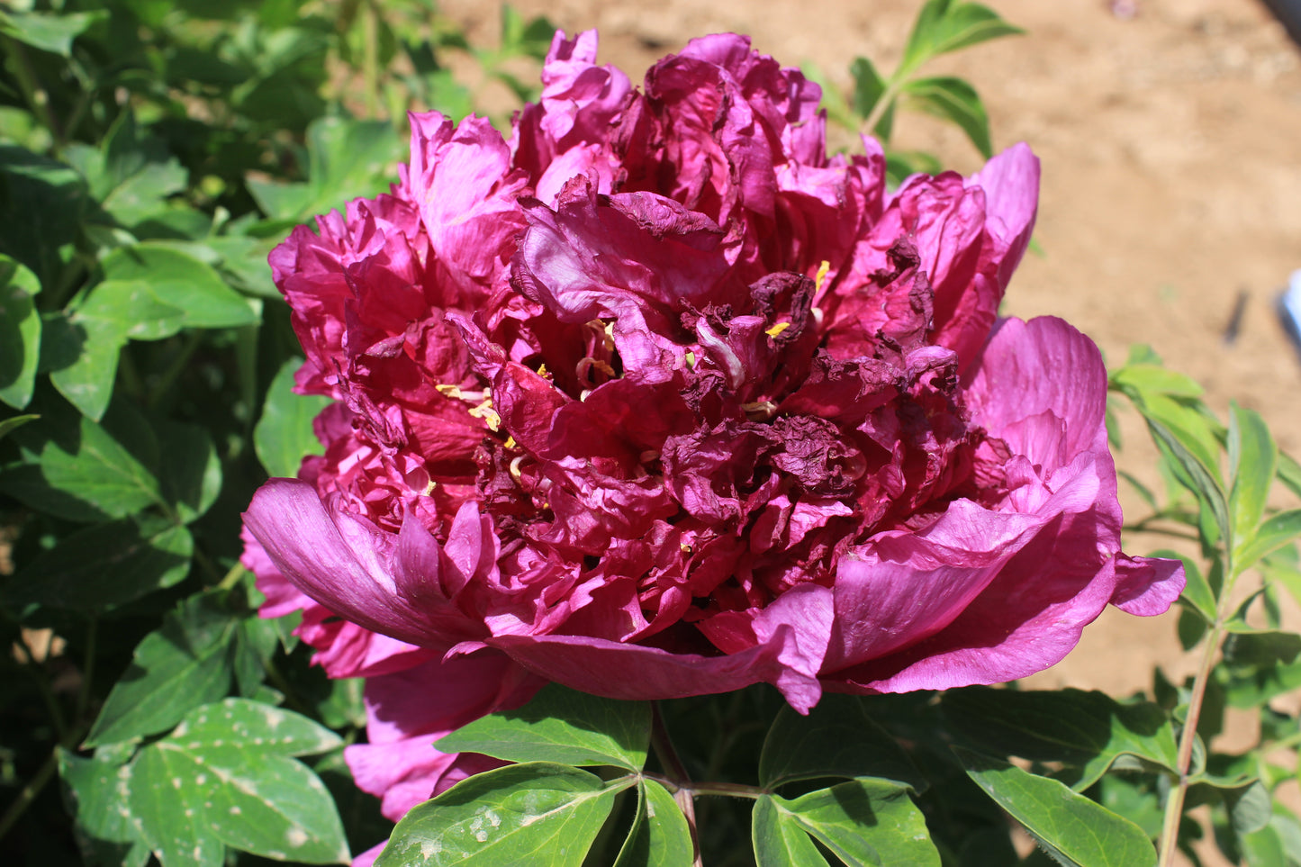 'PURPLE TOWER FLASHING GOLD' 紫楼闪金 Tree Peony (Paeonia x suffruticosa 'zi lou shan jin/purple tower flashing gold')