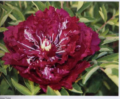 'PURPLE CROWN AND JADE SASH' 紫冠玉带 Tree Peony (Paeonia x suffruticosa 'zi guan yu dai/purple crown and jade sash')