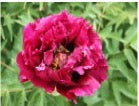 'BLACK PEARL' 紫黑红珠 Tree Peony (Paeonia x suffruticosa 'zi hei hong zhu/black pearl')