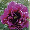 'PURPLE ROBE MORNING FROST' Tree Peony (Paeonia x suffruticosa 'zi pao chen shuang/purple robe morning frost')