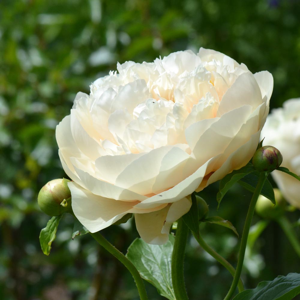 'PASTELEGANCE' Peony (Paeonia lactiflora x 'pastelegance')