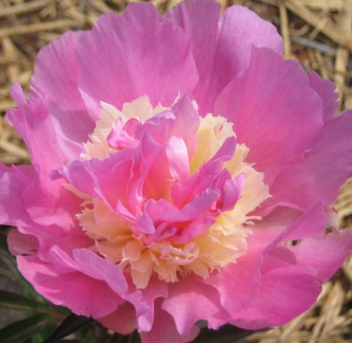 BEAUTIFUL SEÑORITA' Peony (Paeonia x lactiflora 'beautiful