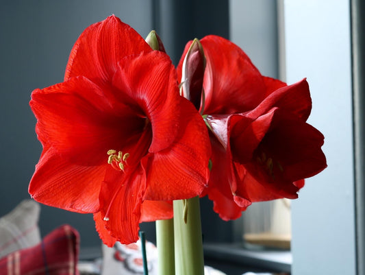 'CARMEN' Amaryllis (Hippeastrum x 'carmen')