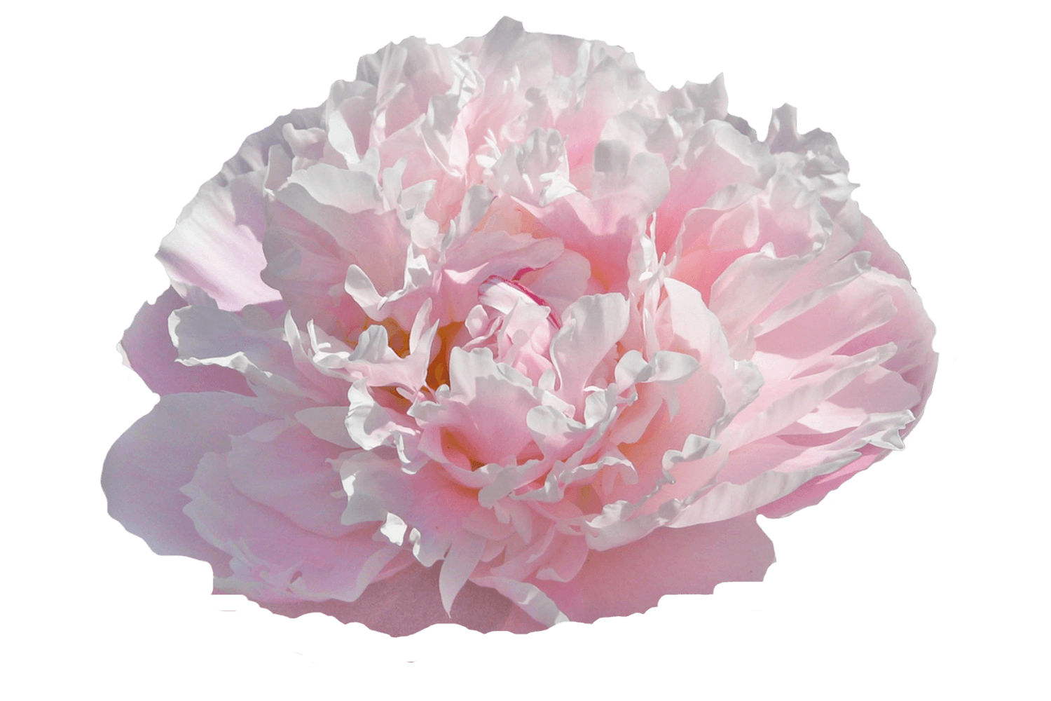 'CATHARINA FONTIJN' Peony (Paeonia x lactiflora 'catharina fontijn ...