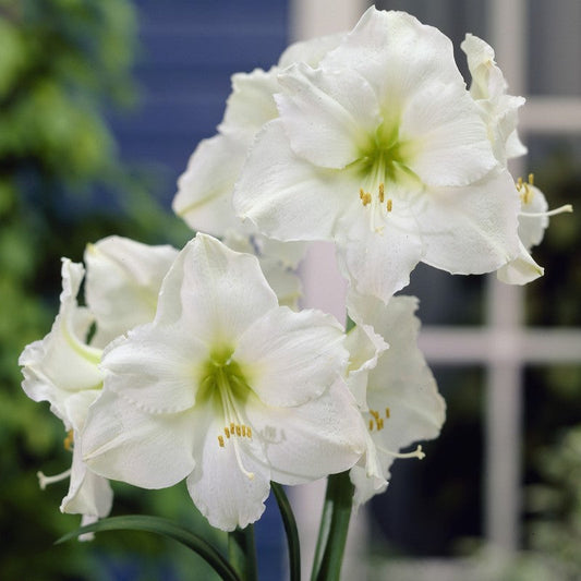 'CHRISTMAS GIFT' Amaryllis (Hippeastrum x 'christmas gift')