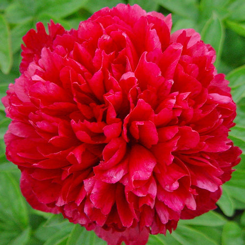 'DELAWARE CHIEF' Peony (Paeonia x lactiflora 'delaware chief')