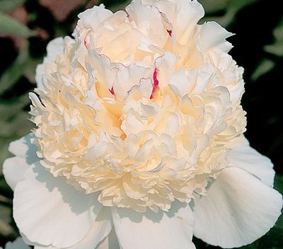 'FESTIVA PIXIE' Peony (Paeonia x lactiflora 'festiva pixie')