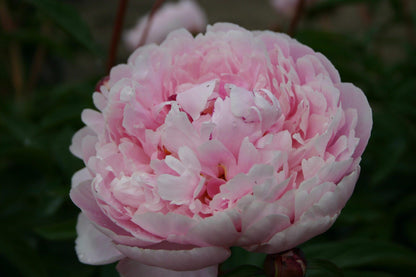 'GEORGIANA SHAYLOR' Peony (Paeonia x lactiflora 'georgiana shaylor')