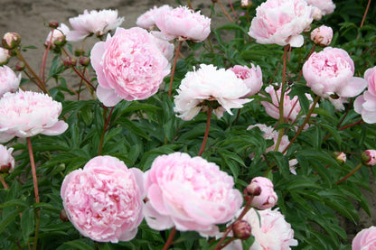 'GEORGIANA SHAYLOR' Peony (Paeonia x lactiflora 'georgiana shaylor')