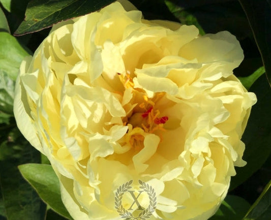 'HADRIAN' Peony (Paeonia x lactiflora 'hadrian')