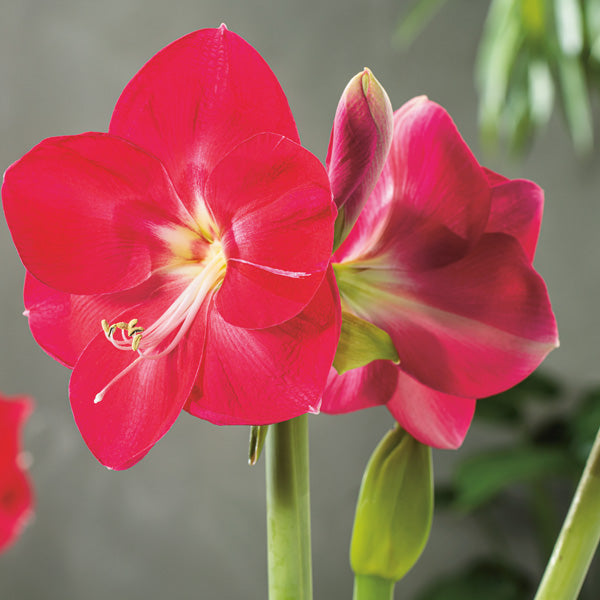 'CANDY QUEEN' Amaryllis (Hippeastrum x 'candy queen')