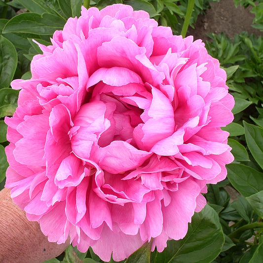 'JULISKA' Peony (Paeonia x lactiflora 'juliska')