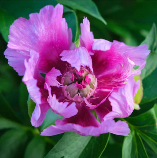 'LITTLE DARLIN' Itoh Peony (Paeonia x intersectional 'little darlin')