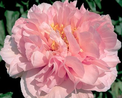 'LULLABY BLESSING' Peony (Paeonia x lactiflora 'lullaby blessing')