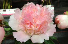 'MANHATTAN' Peony (Paeonia x lactiflora 'manhattan' P816)