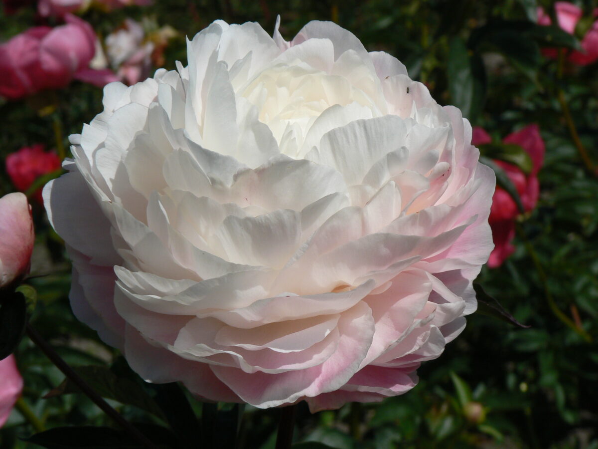 'DYNASTY' Peony (Paeonia x lactiflora 'dynasty') – Champlain Peony Company