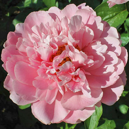 'JULISKA' Peony (Paeonia x lactiflora 'juliska')