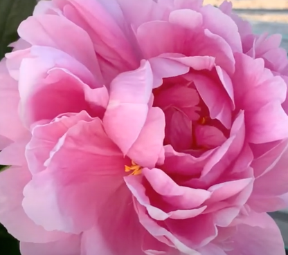 'JULISKA' Peony (Paeonia x lactiflora 'juliska')