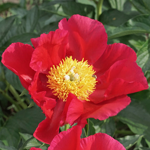 'MAJESTY'S CRIMSON' Peony (Paeonia x lactiflora 'majesty's crimson')