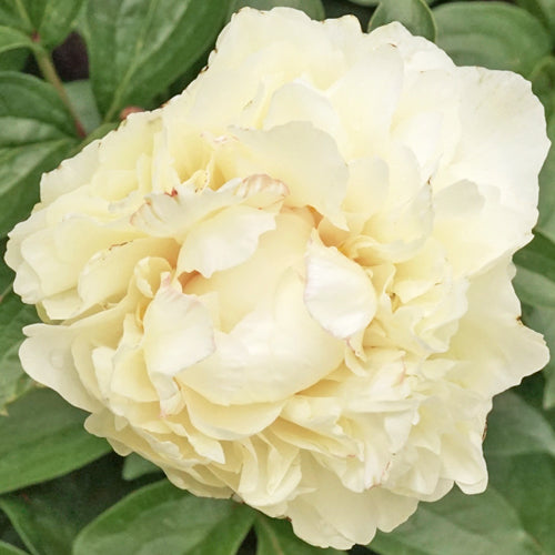 'MAJESTY'S CROWN' Peony (Paeonia x lactiflora 'majesty's crown')