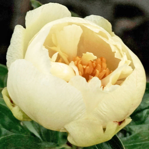 'MAJESTY'S CUP' Peony (Paeonia x lactiflora 'majesty's cup')