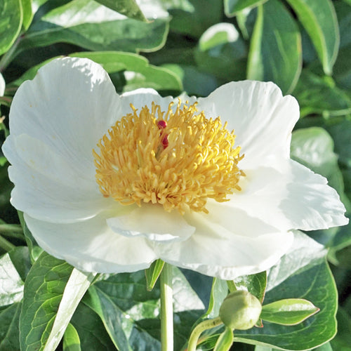 'MAJESTY'S DESSERT' Peony (Paeonia x lactiflora 'majesty's dessert')