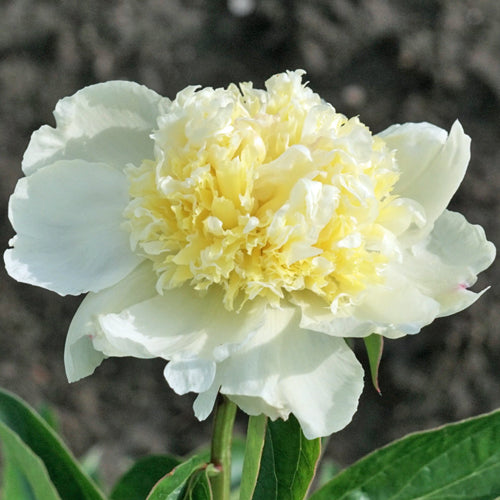 'MAJESTY'S IMPERIAL' Peony (Paeonia x lactiflora 'majesty's imperial')