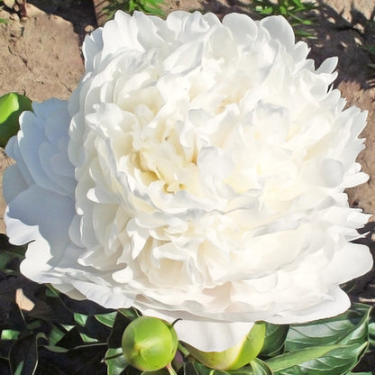 'MOON OVER BARRINGTON' Peony (Paeonia x lactiflora 'moon over barrington')