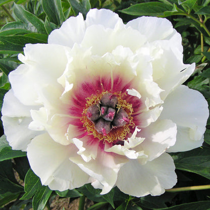 'ROSY PROSPECTS' Itoh Peony (Paeonia x intersectional 'rosy prospects')