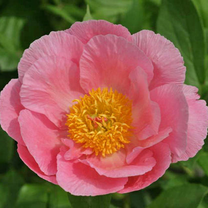 'SALMON CHIFFON' Peony (Paeonia lactiflora x 'salmon chiffon')