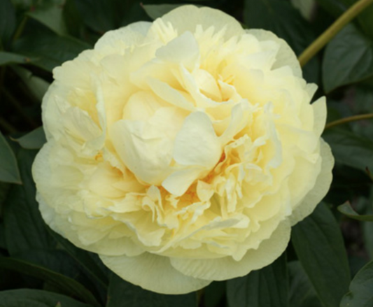 'SEIDL'S SUPER' Peony (Paeonia x lutea 'seidl's super')