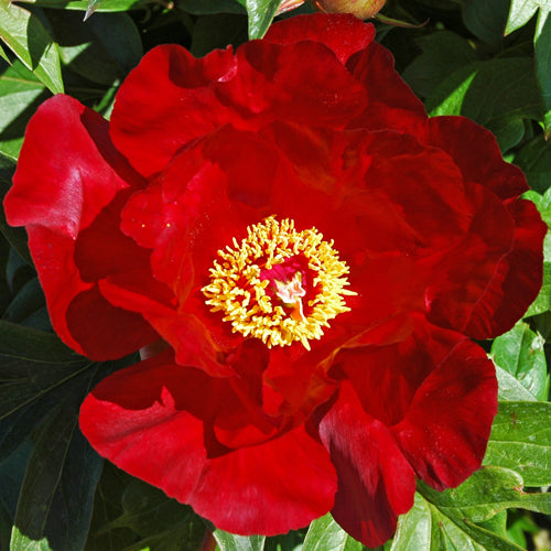 'SONOMA VELVET RUBY' Itoh Peony (Paeonia x intersectional 'sonoma velvet ruby')