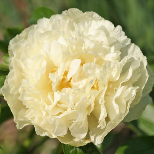 'SUNNY GIRL' Peony (Paeonia lactiflora x 'sunny girl')