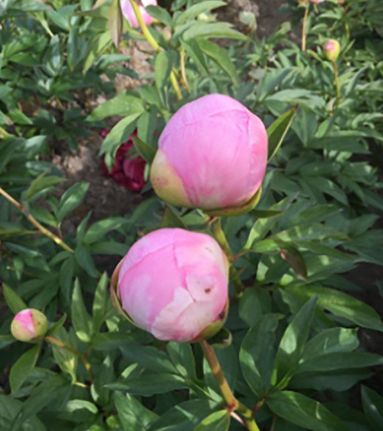 'PINK BALLOON' Peony (paeonia x lactiflora 'pink balloon')